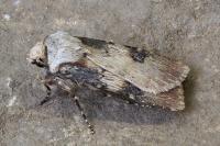 Agrotis puta