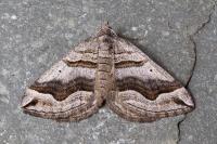 Scotopteryx peribolata
