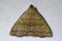 Herminia tarsicrinalis