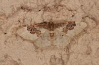 Idaea rusticata