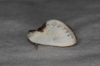 Cilix glaucata/hispanica