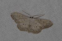 Idaea seriata