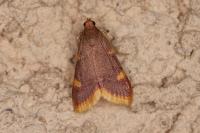 Hypsopygia costalis