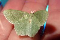 Hemithea aestivaria