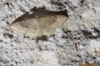 Idaea degeneraria