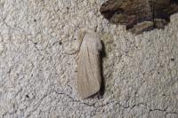 Acronicta albovenosa