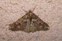 Agriopis leucophaearia