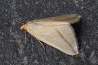 Rhodometra sacraria