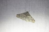 Phigaliohybernia marginaria