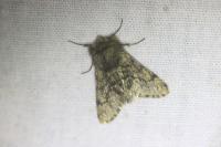 Apocheima hispidaria