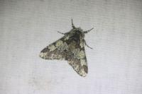 Biston strataria
