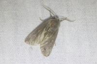 Orthosia populeti