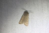 Orthosia cruda