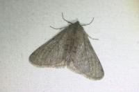 Phigalia pilosaria