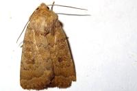 Hoplodrina