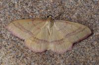 Rhodostrophia calabra