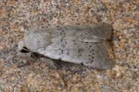 Hoplodrina respersa