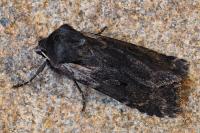 Violaphotia molothina occidentalis