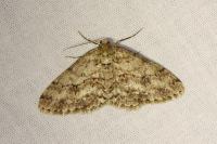 Ectropis crepuscularia