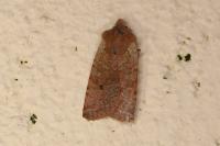 Spudaea ruticilla