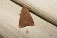 Orthosia cerasi