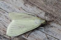 Sitochroa palealis