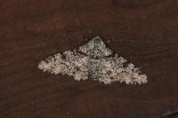 Biston betularia