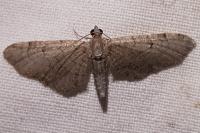 Eupithecia alliaria