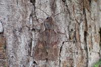 Lithophane furcifera
