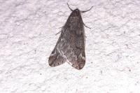 Alsophila aescularia