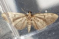 Eupithecia massiliata