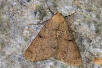 Isturgia miniosaria