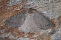 Onychora agaritharia