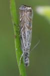 Platytes cerussella