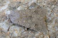 Ammoconia senex