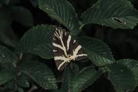 Euplagia quadripunctaria