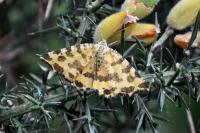 Pseudopanthera macularia