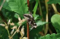 Autographa gamma
