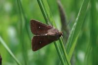 Mythimna albipuncta