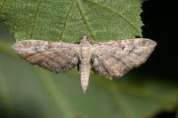 Eupithecia