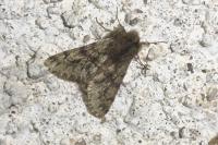 Apocheima hispidaria