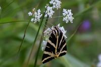 Euplagia quadripunctaria