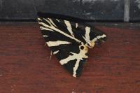 Euplagia quadripunctaria
