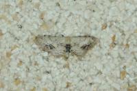Idaea dimidiata
