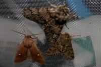 Eupsilia transversa