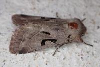 Orthosia gothica