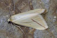 Rhodometra sacraria