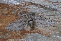 Eupithecia phoeniceata