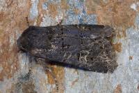 Tholera cespitis