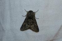 Apocheima hispidaria